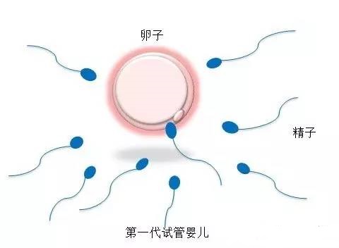 关于丹韵生殖